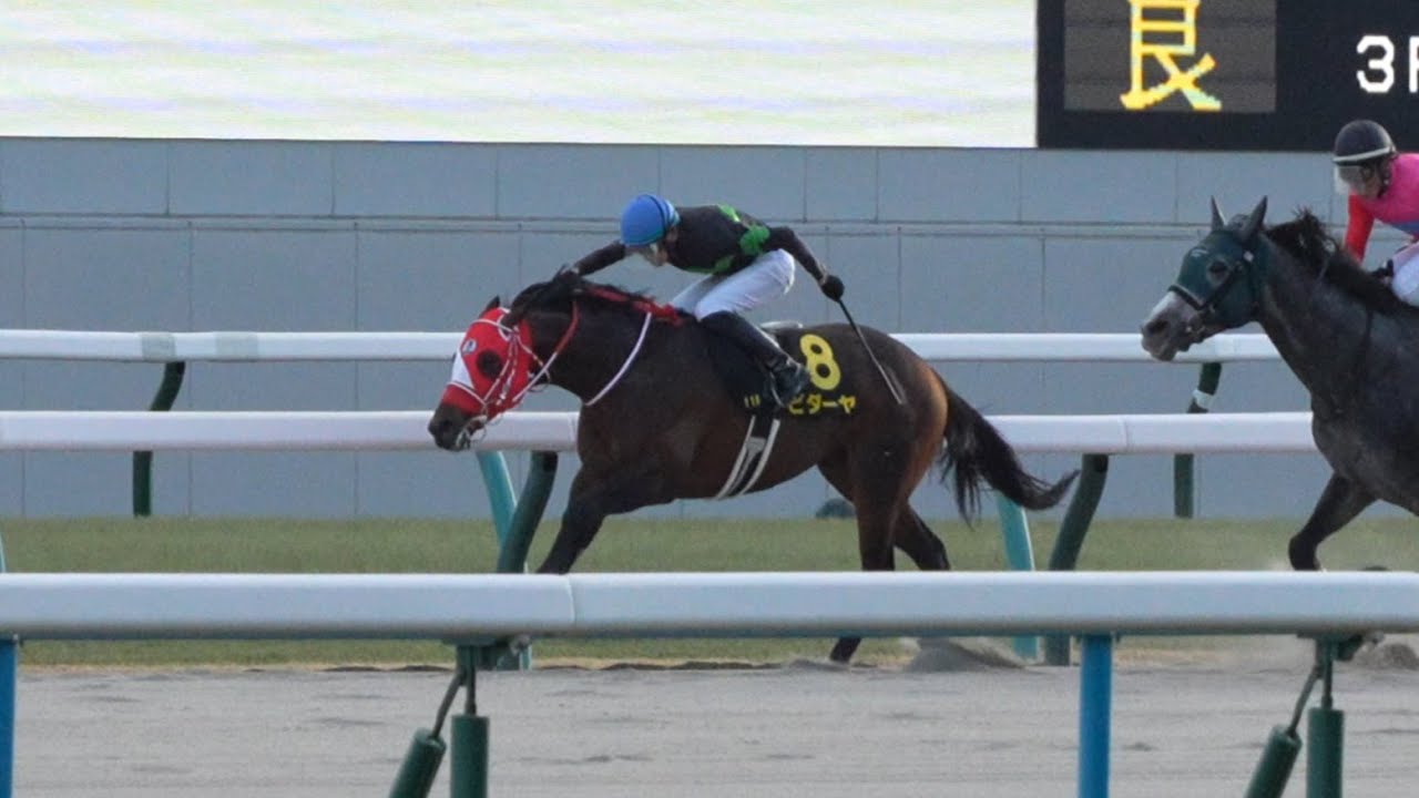 ビダーヤ　京都11R すばるS　パドック、返し馬、スタート、ゴール