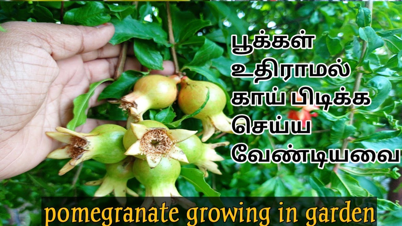 மாதுளை செடியில் பூக்கள் உதிராமல் இருக்க செய்ய வேண்டியவை/flower drops in pomegranate plant