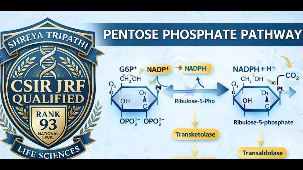 PENTOSE PHOSPHATE PATHWAY||METABOLISM OF CARBOHYDRATES 