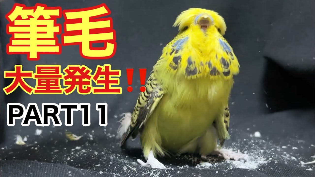 【インコ】筆毛大量発生‼️PART11 後編