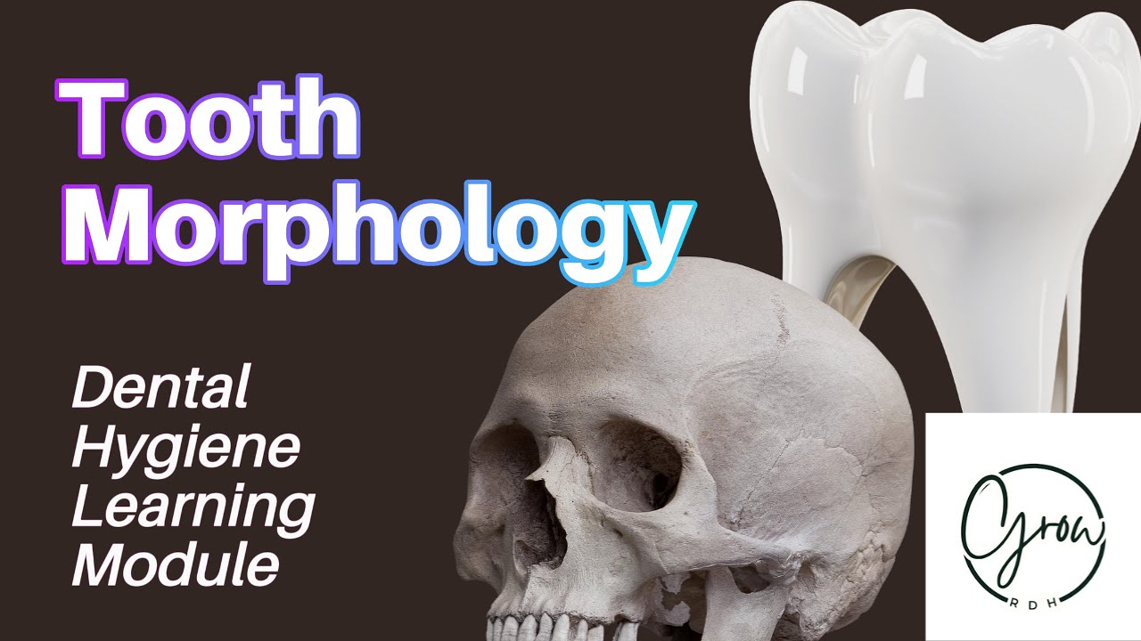 Tooth Morphology: A Dental Hygiene Learning Module