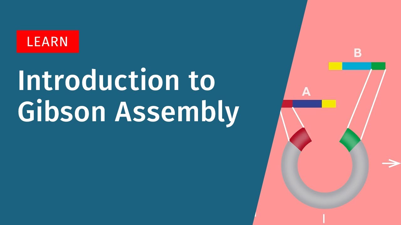 Gibson Assembly Explained: How It Works and When to Use It