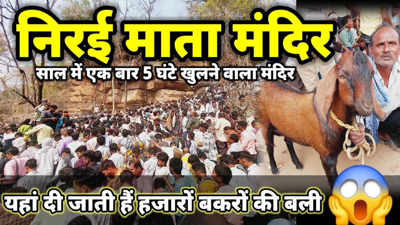 बकरे की बली देखकर आप घबराजाओगे| Nirai Mata Mandir| निरई माता मंदिर | Nirai Mata Mandir Gariyaband|
