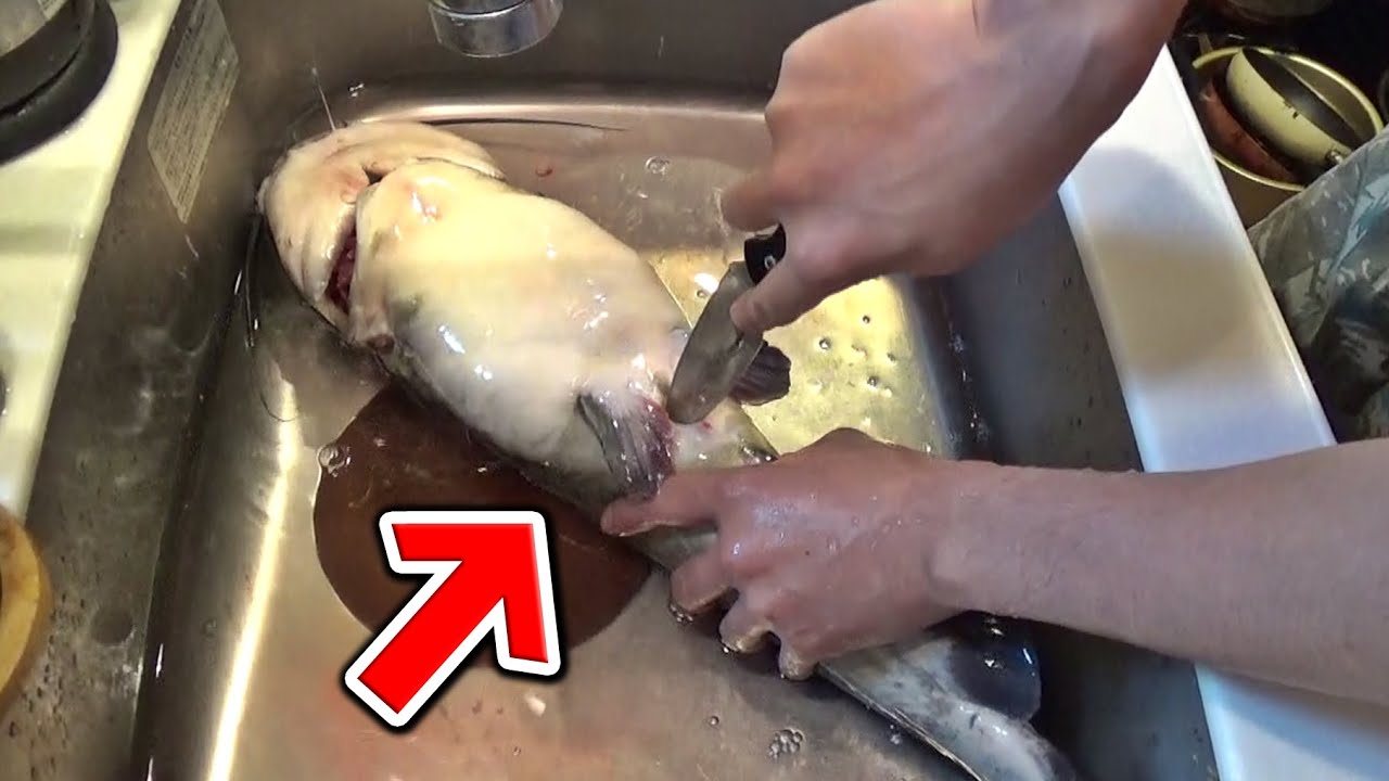 70cmの巨大アメリカナマズの胃袋の中身がガチでヤバかったｗｗ【釣り】