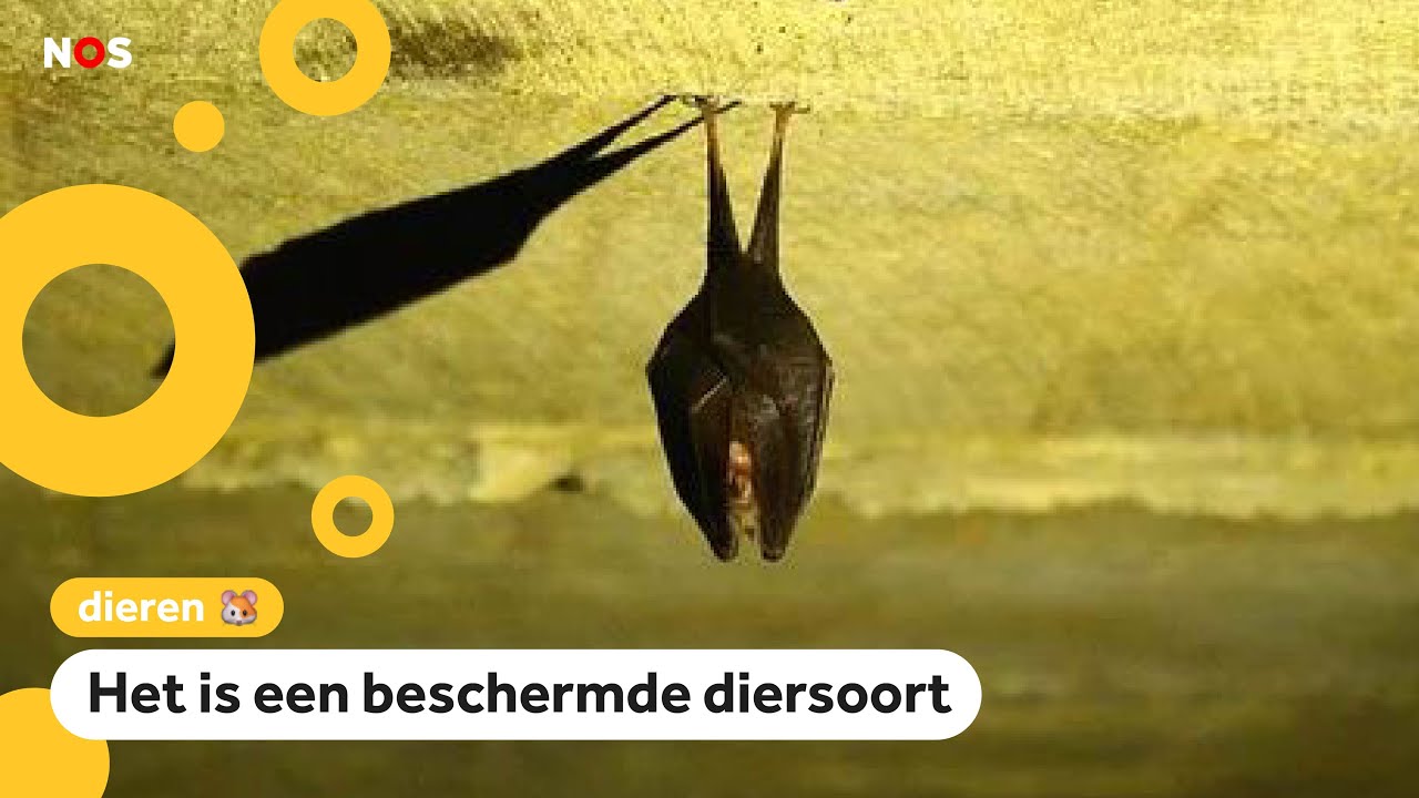 School mag niet verbouwen vanwege vleermuizen