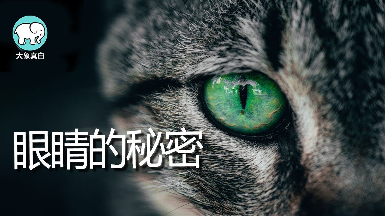 【奇奇怪怪的知识】经历漫长岁月进化后千奇百怪的动物眼睛。【大象真白】