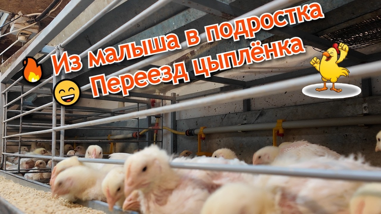 Вот какими они стали! 🐣 Переселяем цыплят  в новый дом!
