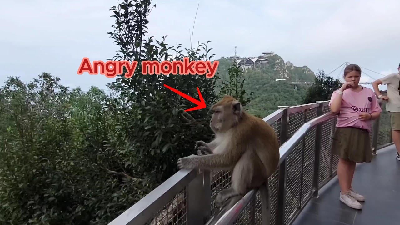 Surviving A Treacherous Langkawi Skybridge Trail Encounter
