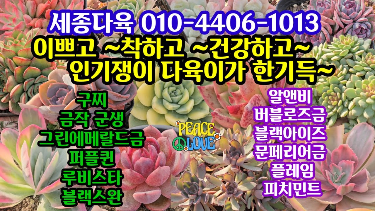 #다육이쇼핑 #세종다육 010-4406-1013 (25.11.19) 예쁘게 착하게 건강하게 찜찜🌸내꺼해야 내꺼되죵🤗