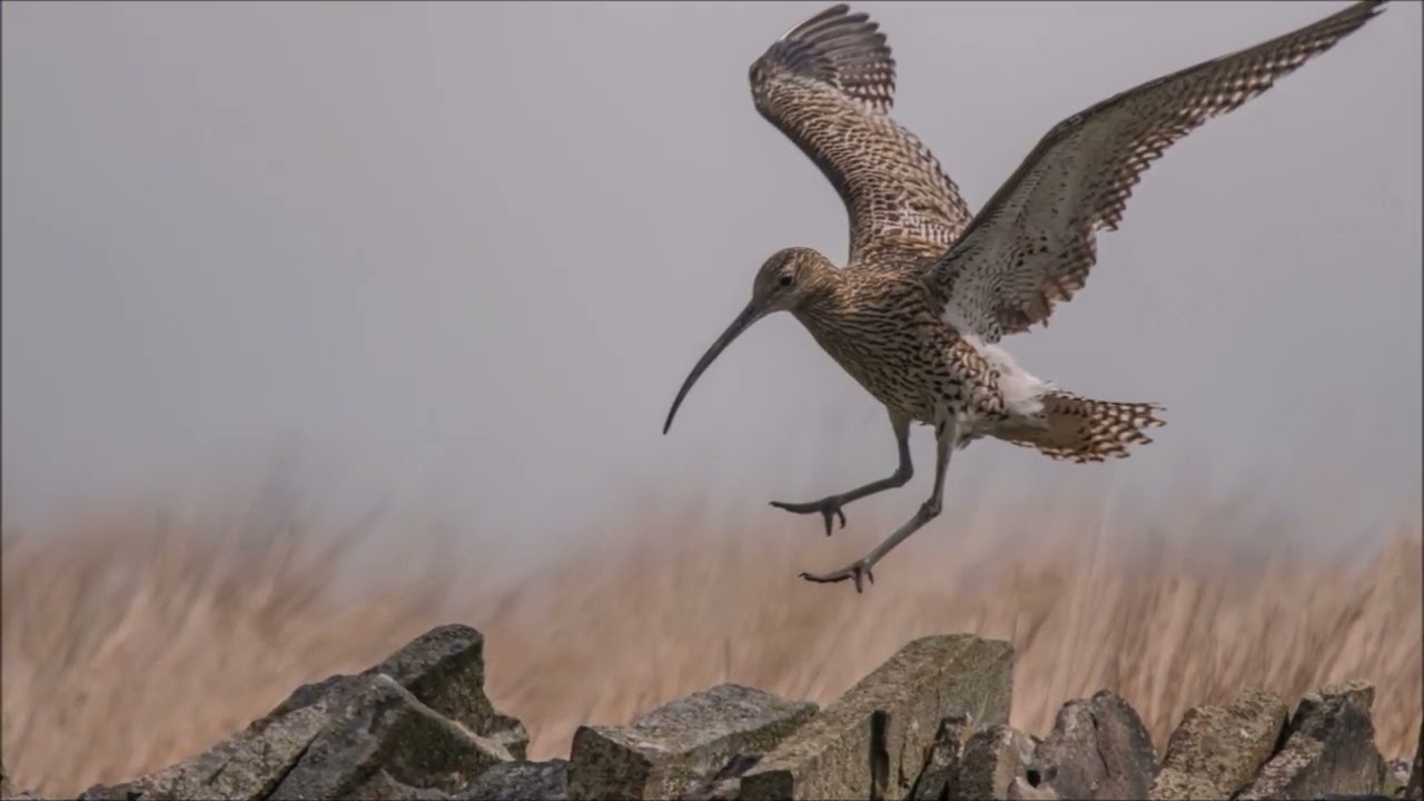 Marshy Mud Flats and the Call of the Curlew