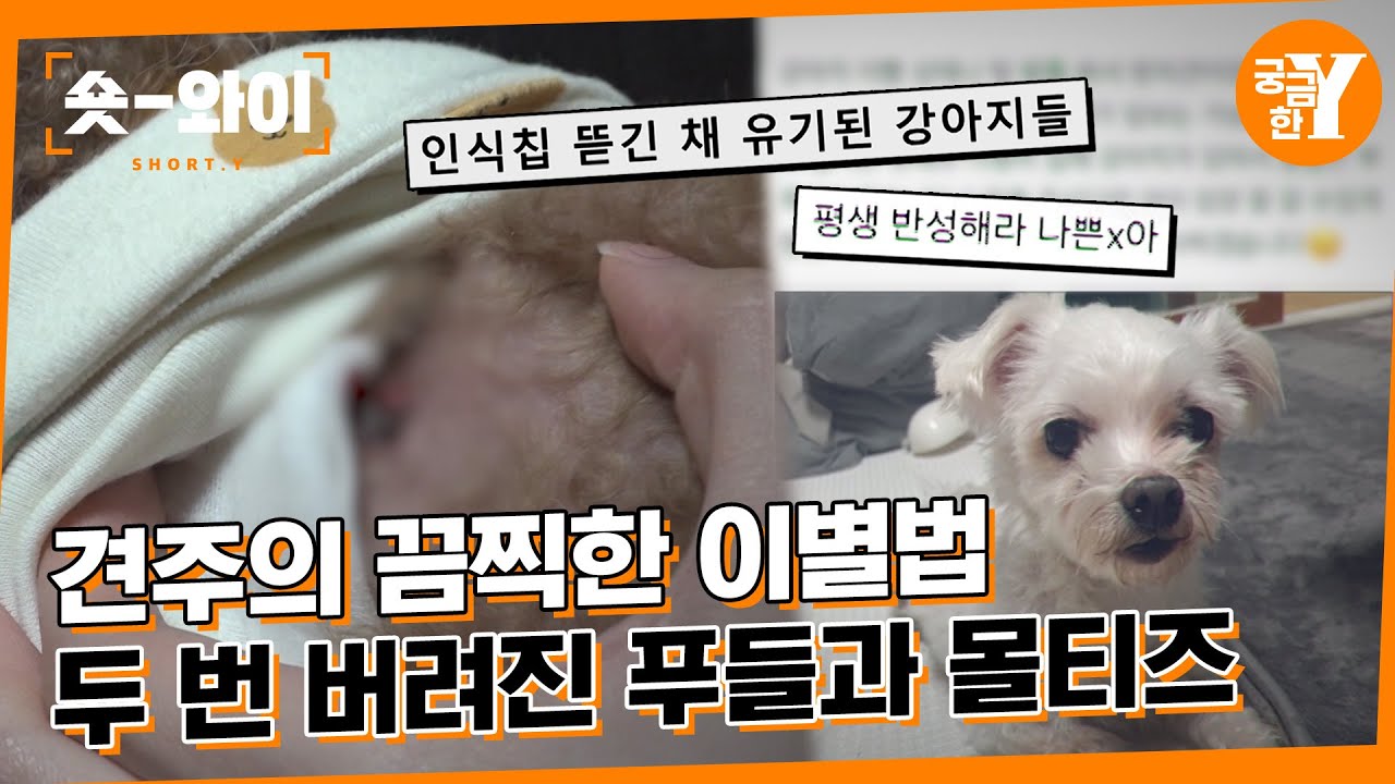 [Y 669회 요약] 악마 견주의 끔찍한 이별법, 사라진 인식칩은 어디 있나? | 숏와이