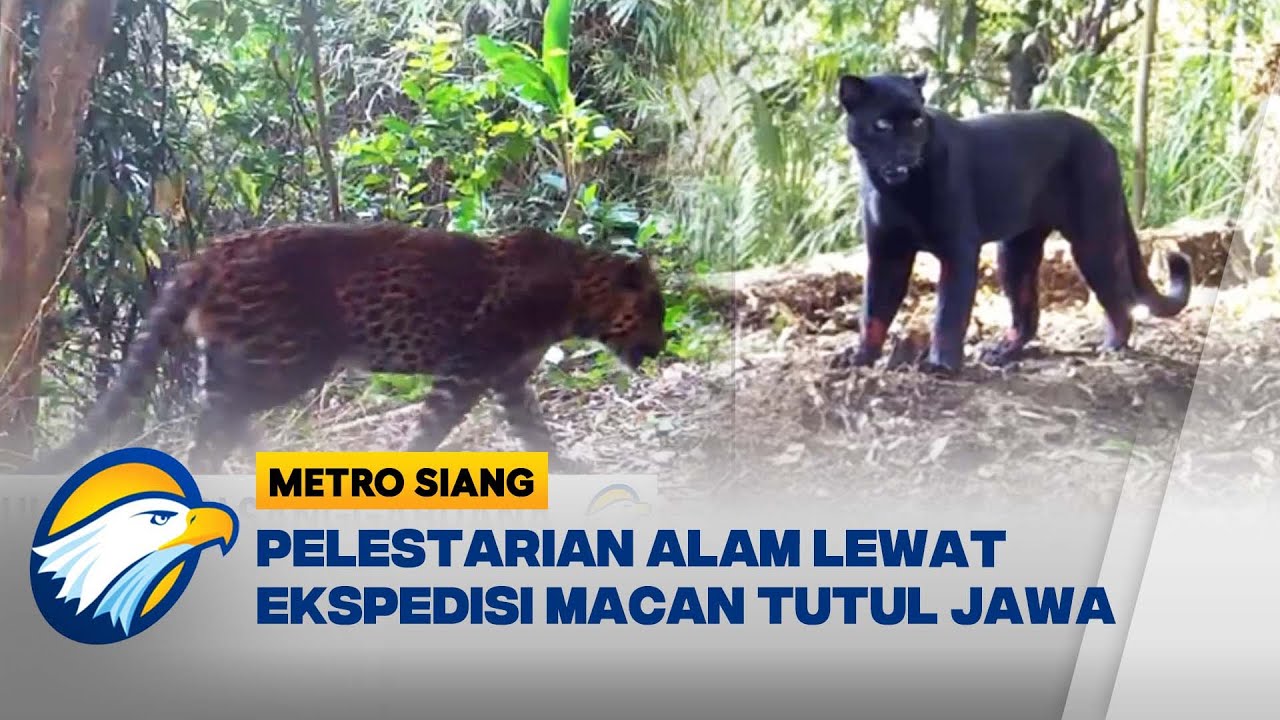 Ekspedisi Macan Tutul Jawa di Sanggabuana - [Metro Siang]