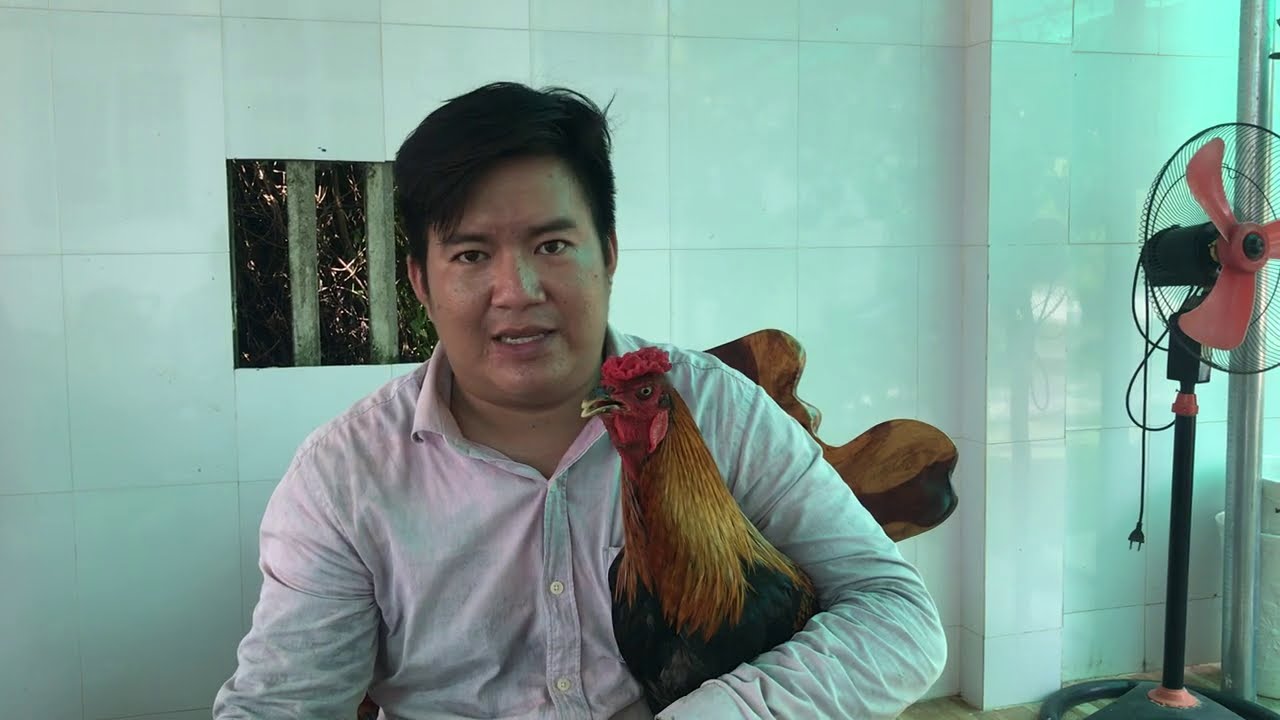 Bỏ thuốc này vô thức ăn gà ăn vô mập cấp tốc