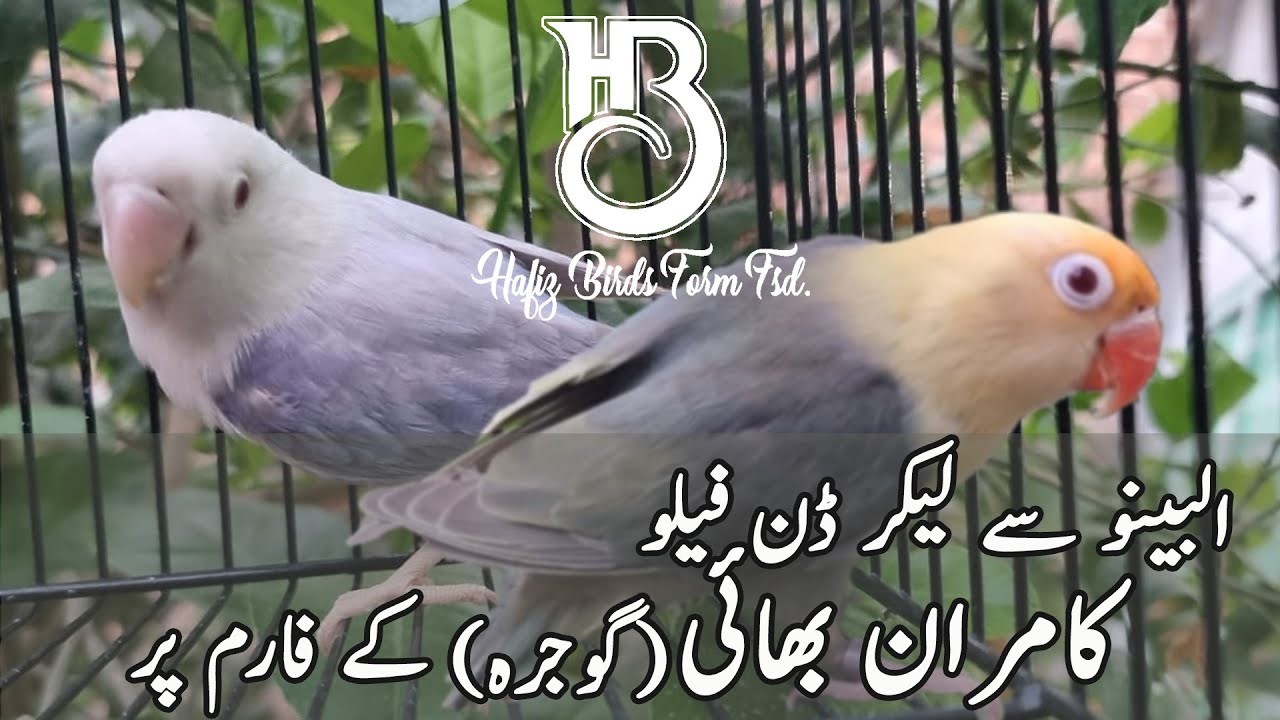 Dunfellow | Palefellow,Albino Breeding Farm Kamran Saqib From Gojra  #HBFarm#LoveBirds#Albino_RedEye