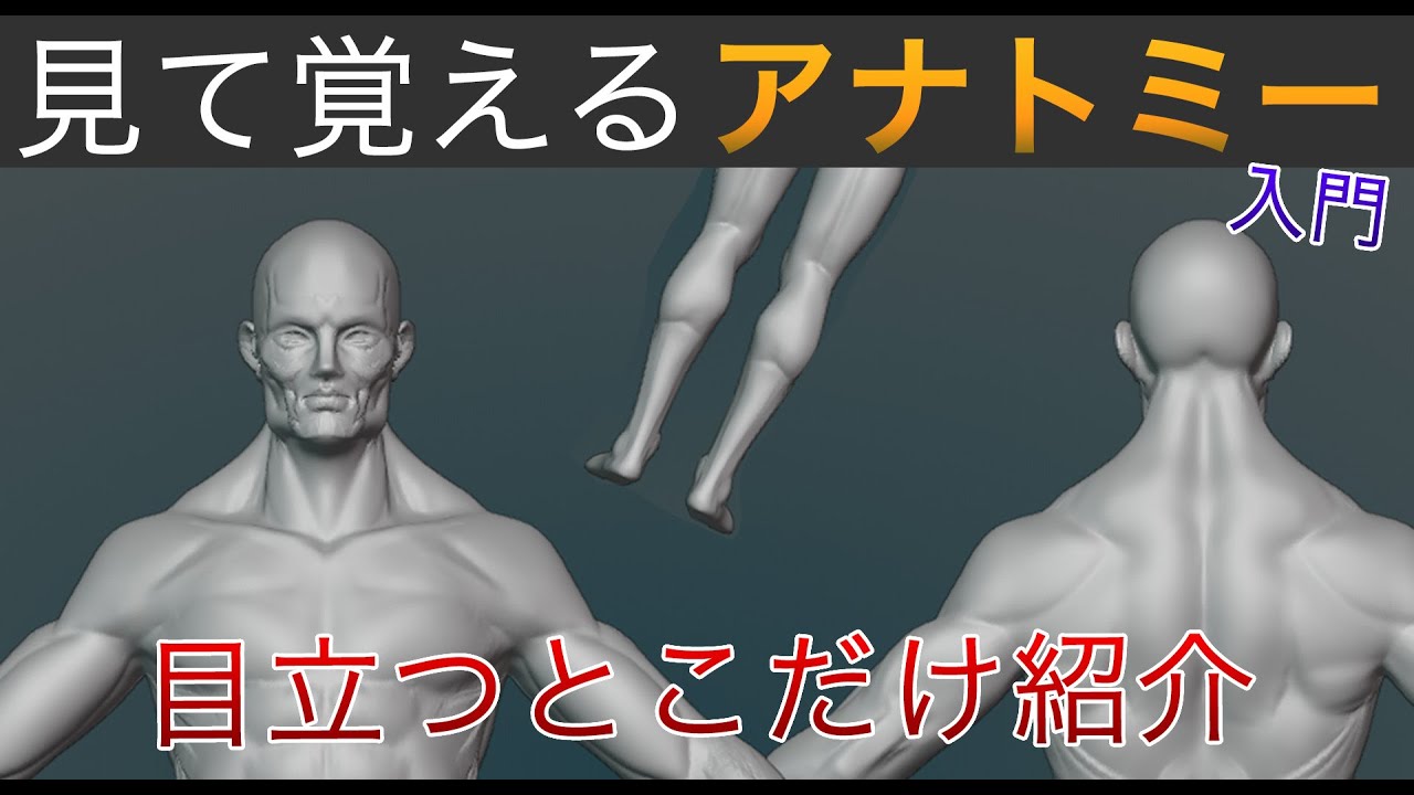 【初心者向け】人間をスカルプトする時のコツ、重要な筋肉をご紹介。
