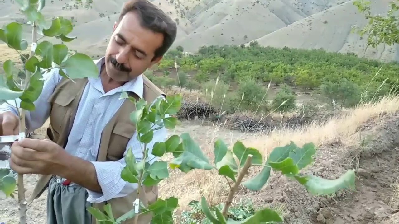 Grafting pistachio كيفية تطعيم الفستق چۆنیەتی متورب کردنی فستق