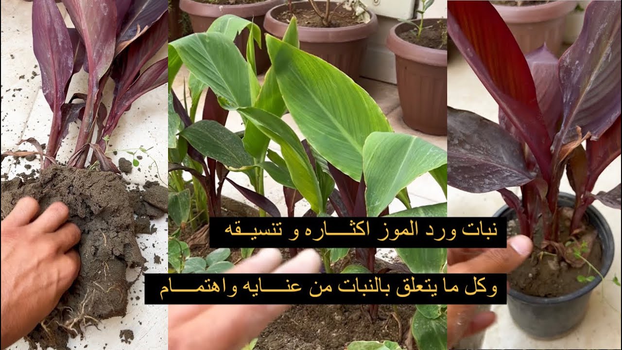 بالتفاصيل كل ما يتعلق بنبات ورد الموز (الكنا) اكثاره، تنسيقه، العنايه به بشرح لم يقوم احد اخر به