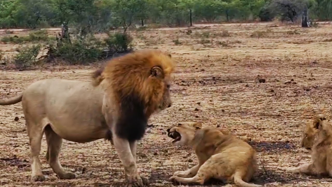 Plains Camp Male Lion Teaching his son some respect | 31 August 2024