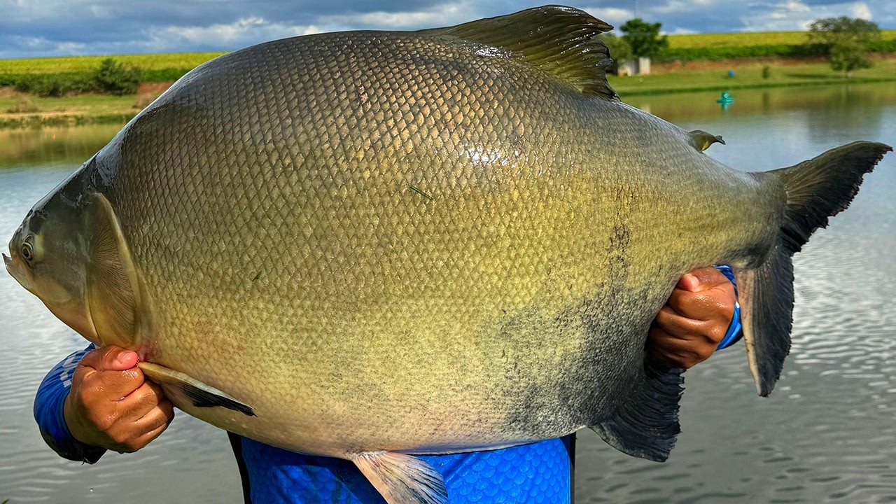 TRINTADAS NA SUPERF&Iacute;CIE, ACHAMOS O PESQUEIRO PERFEITO INFESTADO DE GIGANTES!