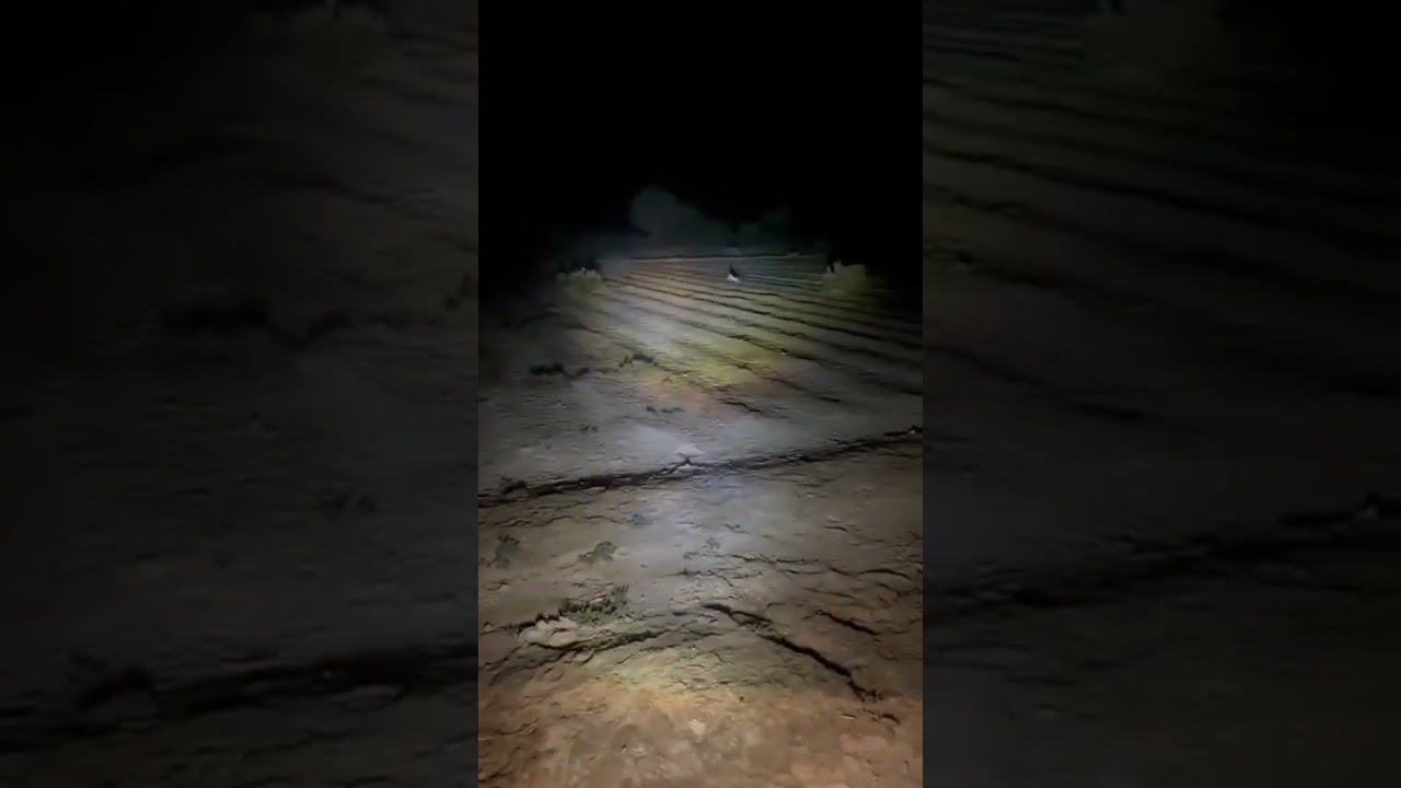 Rabbit hunting 🐰🐇#rabbit# hunting#peer # #shortsvideo #trendingshorts