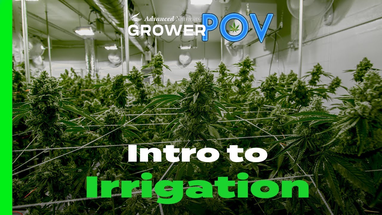 Grower POV: Intro to Irrigation