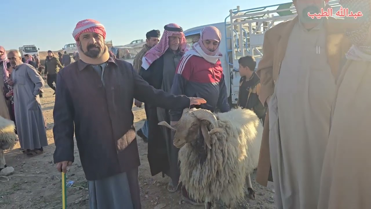 سوق مواشي الانبار قضاء حديثه علوة بروانه2024/11/29 #جوبه #مواشي #اغنام #عبدالله_الطيب #العراق