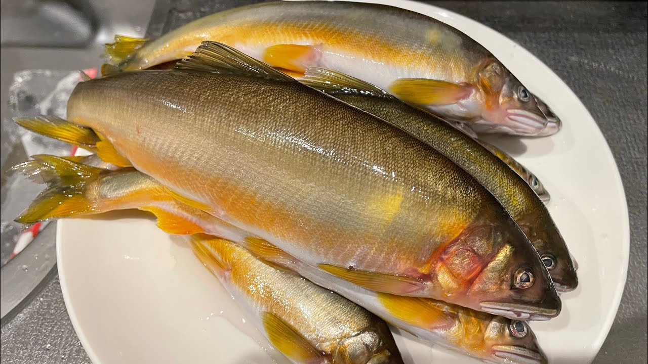 ホモサピさんと投網で天然高級魚を大量に取る