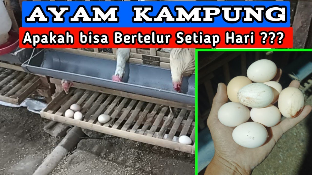 BEGINILAH JADINYA ‼️   Ternak AYAM KAMPUNG sistem AYAM PETELUR