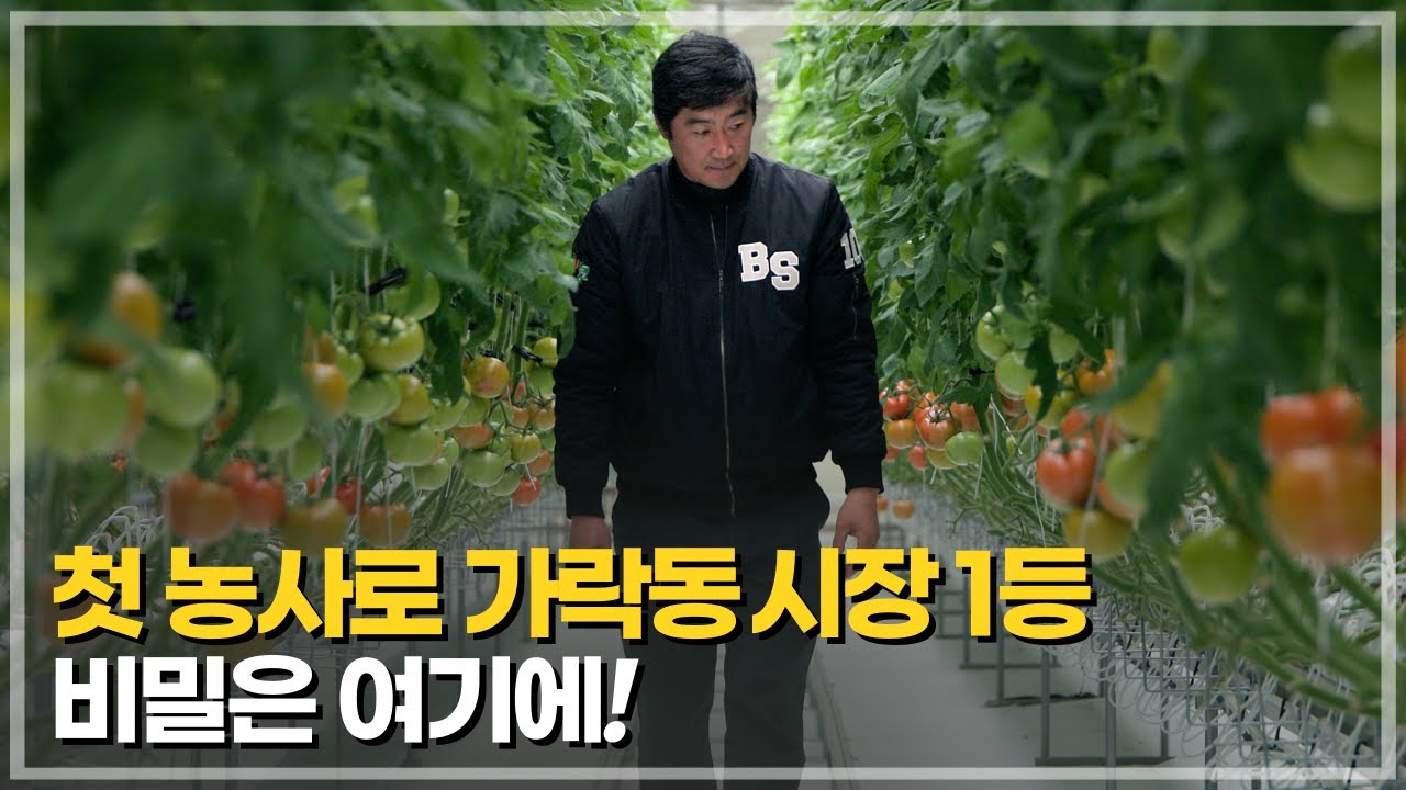 토마토 농사 1년차, 가락동 시장에서 1등의 비밀!