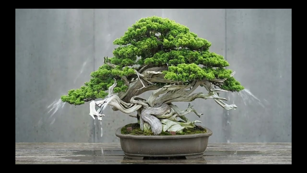 Koleksi Bonsai Terbaik Di Dunia , The World's Best Bonsai Collection