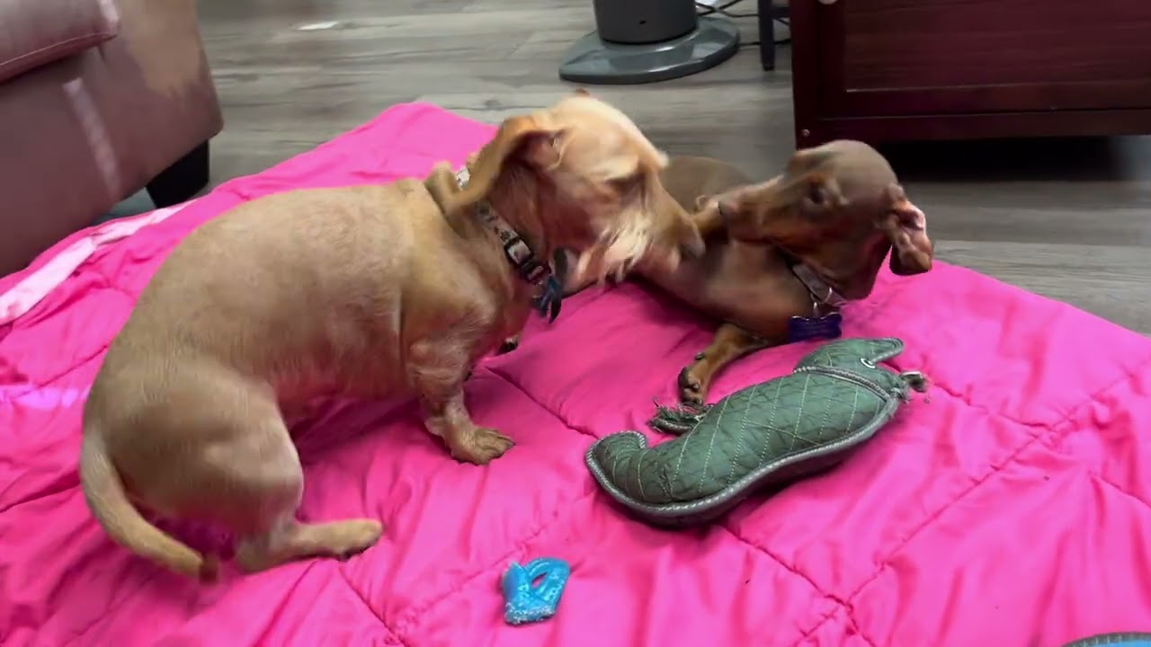 Baby DJ minding his own business till his brother Bruce bothers him 