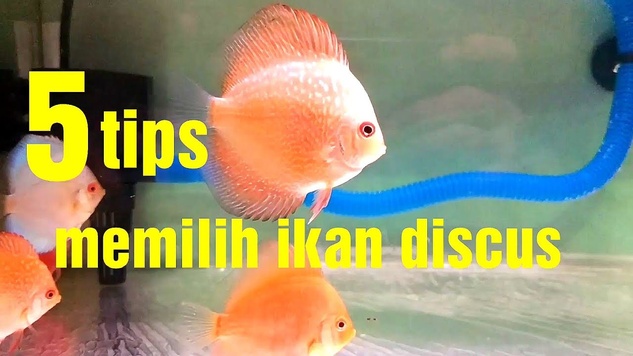 5 tips cara memilih ikan discus untuk dipelihara.