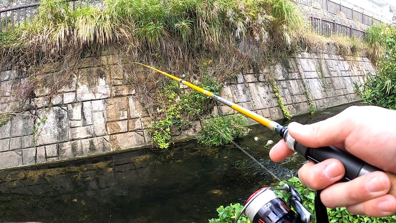 那覇でティラピア探し！