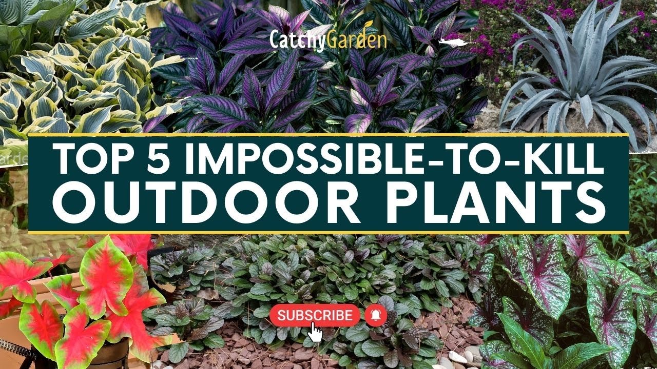 Top 5 Impossible to Kill Outdoor Plants 🍃🍀🌿 // Gardening Tips