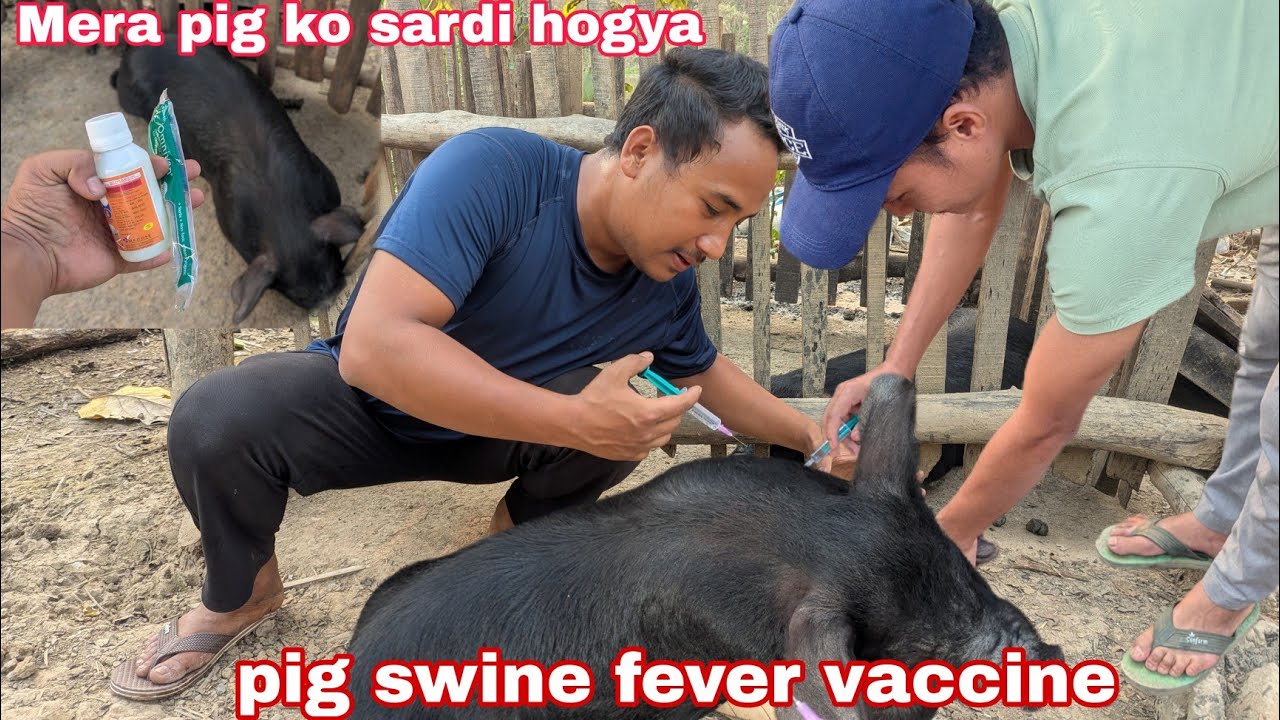 My pig is sick,cough/swine fever 🤔 || pig cough and swine fever medicine || local pig farm 