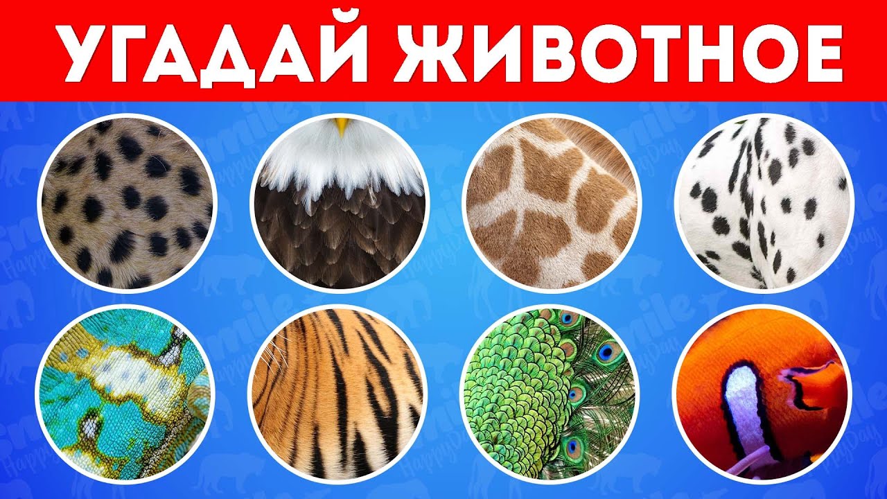 Угадай животное по шкуре, узору, цвету / Smile HappyDay