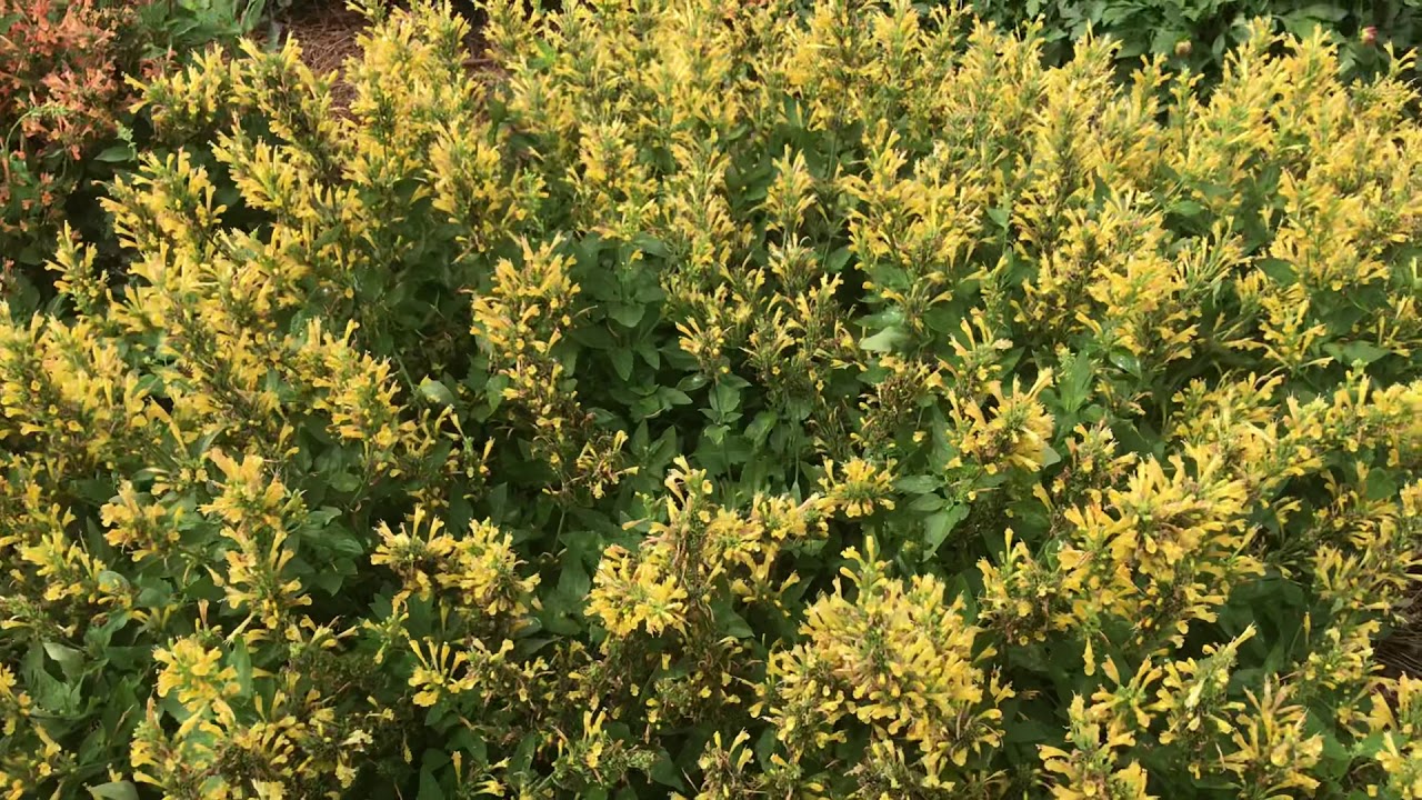 Plant Review: Agastache Poquito Series