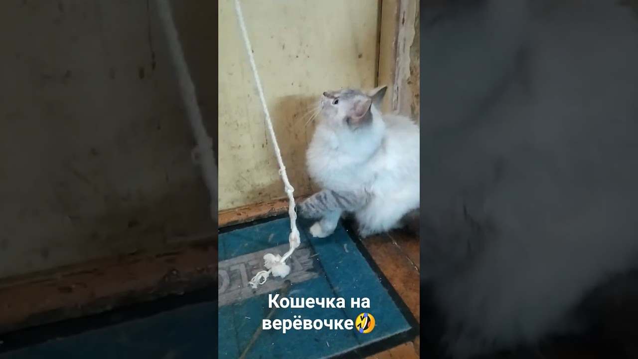 Киска, красотка💞
