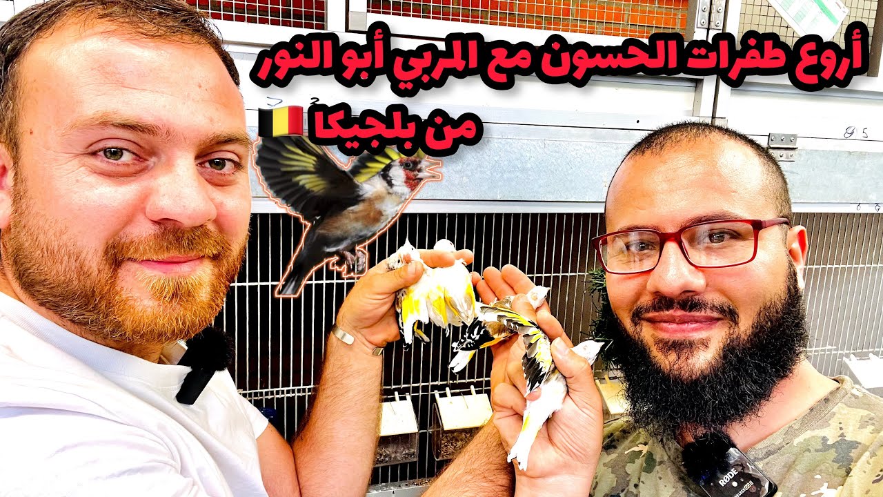 إهداء لعشاق طفرات الحسون , من بلجيكا  طيور المربي أبو النور 💪🏻💯