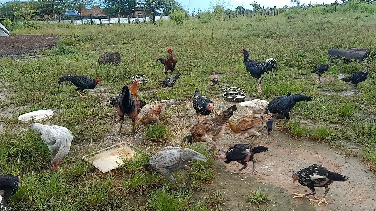 Feeding Time  Morning Routine for My chickens85Rural chickens life