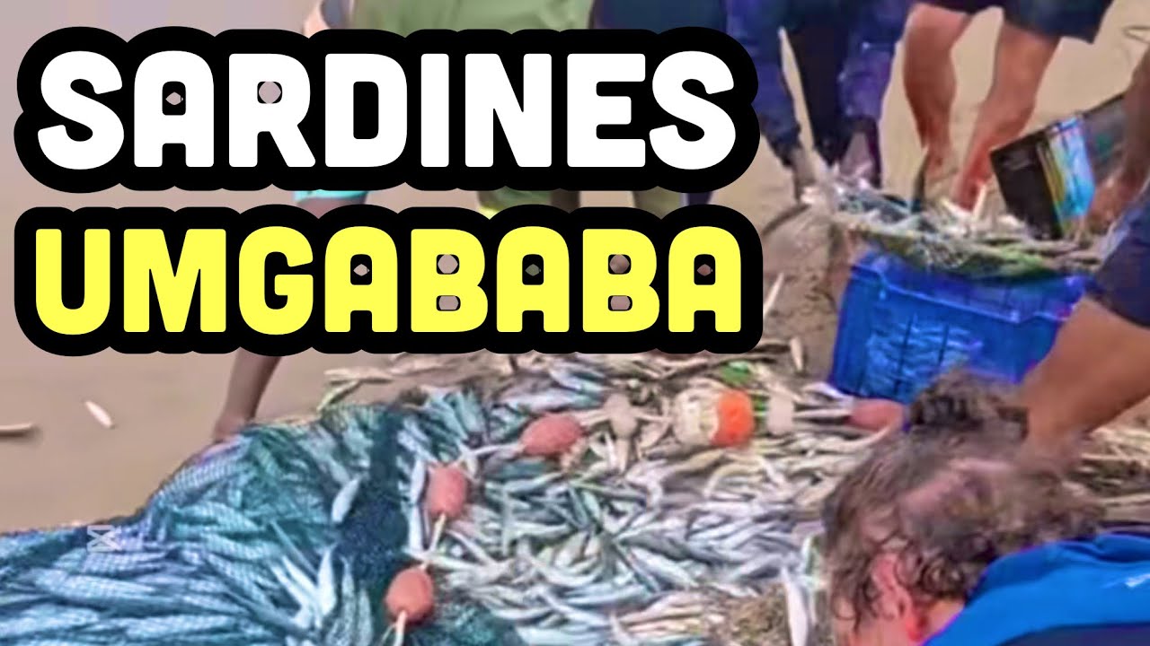 Sardine Run 2025 Update