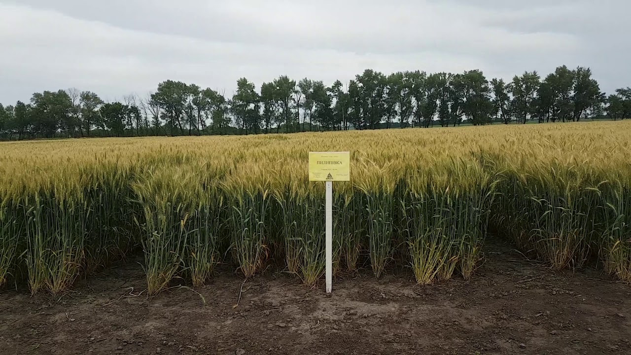 Пшениця СГІ