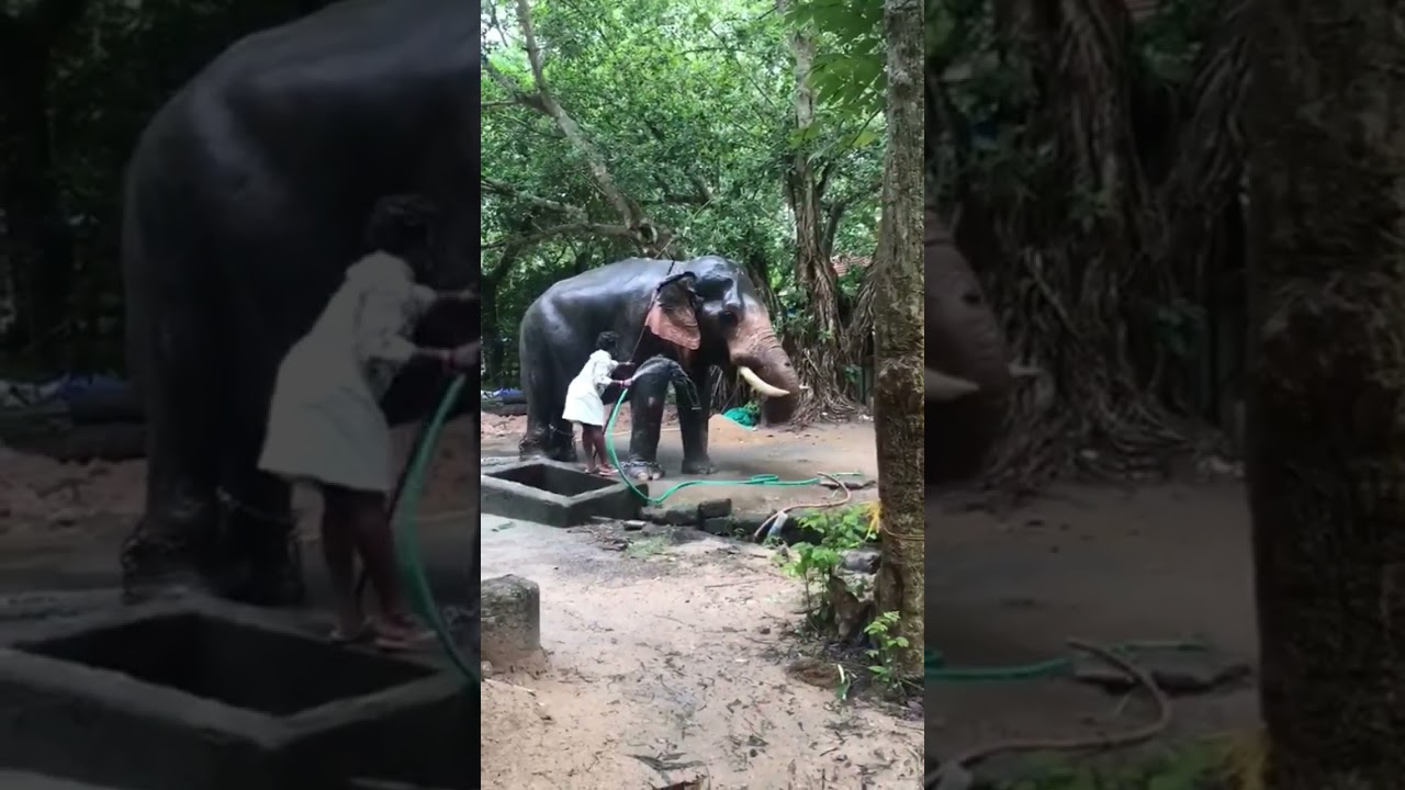 Elephant Bathing 🐘 | #love #elephant #elephantattack #kerala #shower #trending #wildanimals