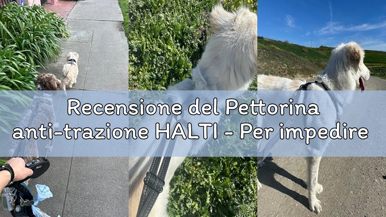 Recensione del Pettorina anti-trazione HALTI - Per impedire al cane di tirare il guinzaglio, regolab