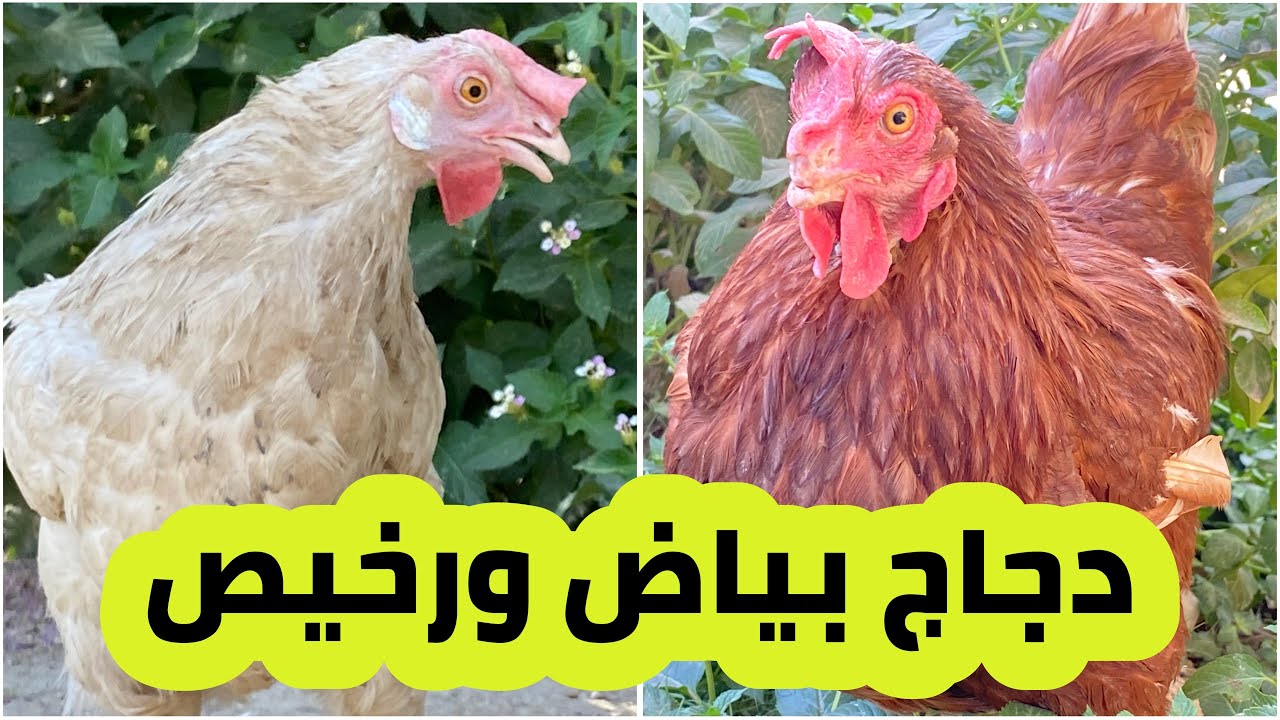 ارخص دجاج بالعراق لوهمان وميزو البياض