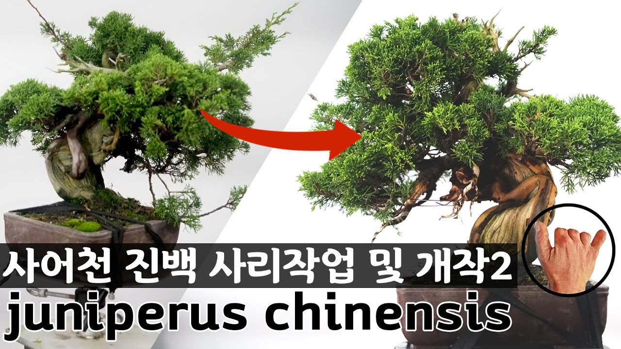 [송설분재] 분재(盆栽)-사어천 진백 사리작업 및 개작 2