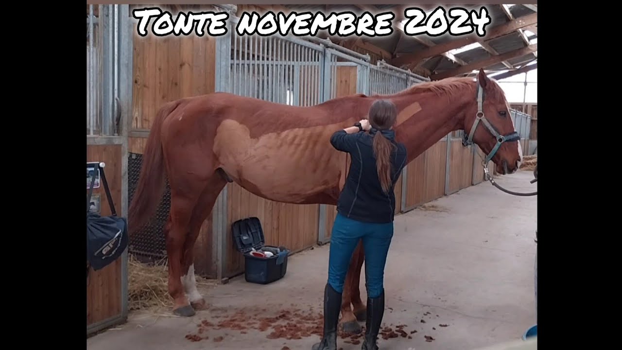 Je tonds mon cheval - autumn horse clipping