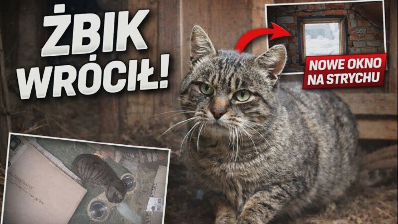 Żbik przyszedł w nocy! Montaż okienka z pleksi