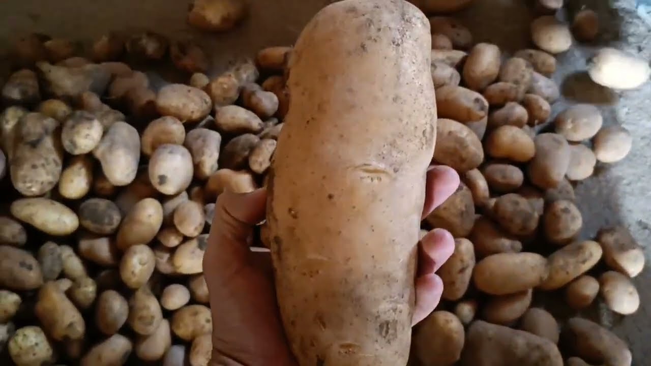 Como sacar las patatas sin ningún trabajo. Máquina y vertedera