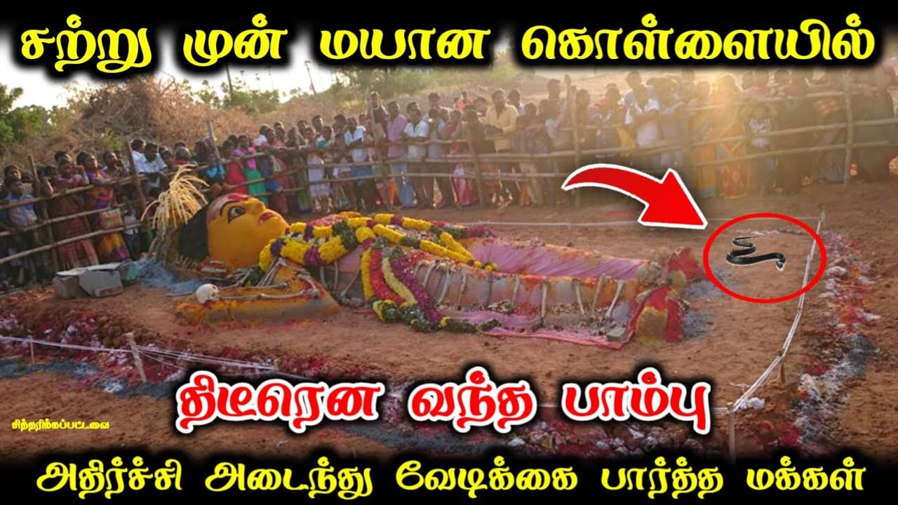 மேல்மலையனூர் மயானக் கொள்ளை ! திடீரென வந்த பாம்பு  !அதிர்ச்சி அடைந்து வேடிக்கை பார்த்த மக்கள் !